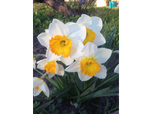 ������ ������ (Gentle Giant) .JPG