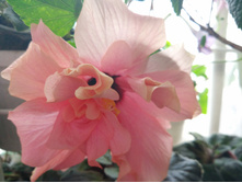 IMG 20180713 064146.jpg