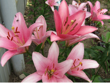 ����� ��������.JPG