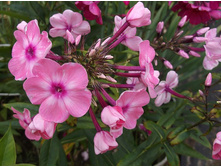 ����� �������.jpg