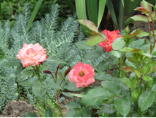 ����������� ���� Sunmaid / ������ ���������