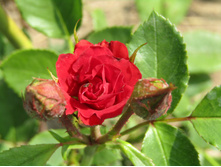 �������� ����� (SPRAY MIRABEL).JPG