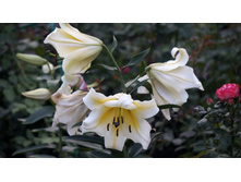 ����� �������