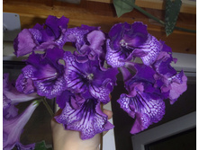 DS-Midnight Poison.jpg