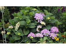 ������ �������