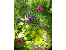 P1070837.JPG ����������� ��������,������ � �������� ��������