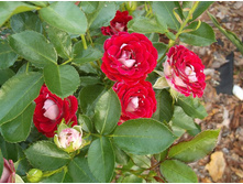 ���� �����������