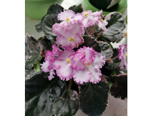 IMG 20180713 135317.jpg