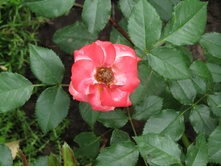 ����������� ���� Sunmaid / ������ ���������