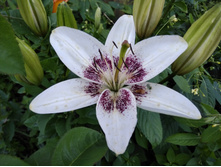 IMG 20180710 192542.jpg