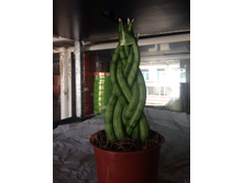 ���������� ������ ( Mikado)- 500 ���.