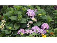 ������ �������