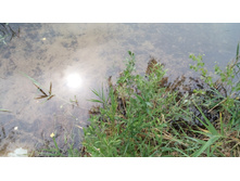 IMG 20180701 132424.jpg