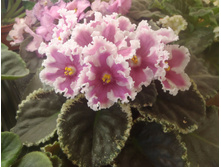 ���-�������� �.jpg