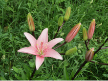 ����� �����.JPG