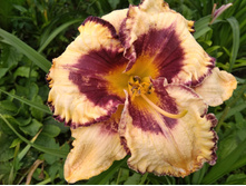 IMG 20180722 132350.jpg