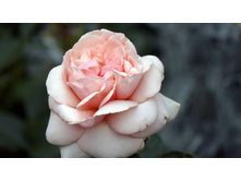 �� Aphrodite