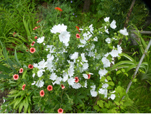 P1070844.JPG ������ ���������(���������� ���������) � �������� �����������.