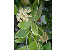 ���� Acuta.var