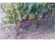 ����� ��� ������ ������ �� ���� ���. ����