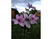 ����� �������