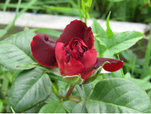 ���� ������� / ��������� ���������.JPG