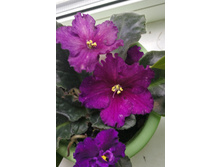 IMG 20180713 135424.jpg