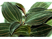 ������� ������� Green Velvet - �������� ��������