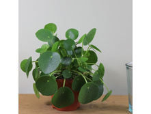 ����� "Pancake Plant"