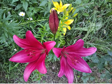 ���� ���