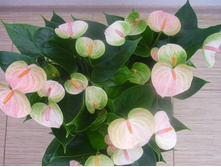 �������� Princess Amalia Sweet