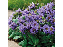 �������� ������ ������ 80�.jpg