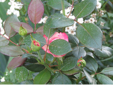 ���� ��������� / ������ ���������.JPG