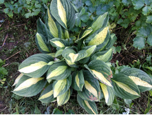 IMG 20180714 175242.jpg