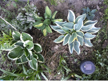 IMG 20180712 183531.jpg