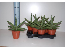 ���������� ���������� �������� - 500- 550  ���