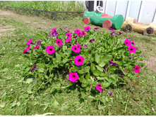 IMG 20180707 112821.jpg