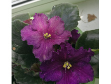 IMG 20180713 135524.jpg