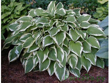 ����� ������ 130 ���.jpg