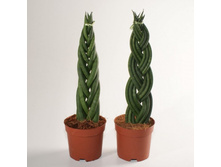 ���������� ������ ( Mikado)