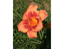 ��������� �����