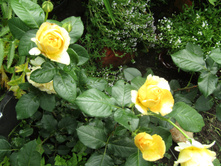 ���� �����-��������� Candlelight / ������