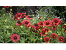 ��������� ����������� ������� ��� ������