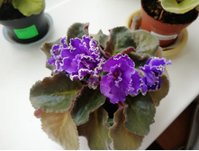 ��-����� ����