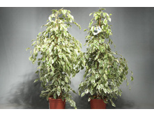 ����� ���������� �������� - 500 ���.