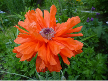 P1070821.JPG ��� ��������.