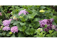 ������ �������