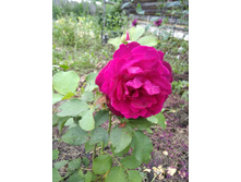 IMG 20180721 185439.jpg