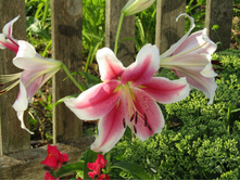 � ��������.JPG