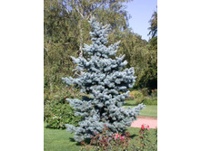 ��� ������� Glauca �2 545�